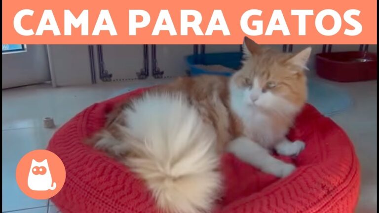 Transforma tu descanso con cojines de tela de felpa